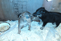 picik1.gif
